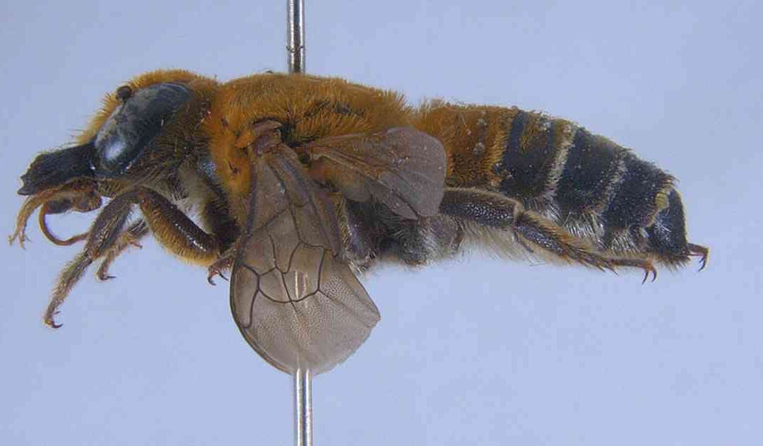 Reportan una abeja de la India por primera vez en Colombia