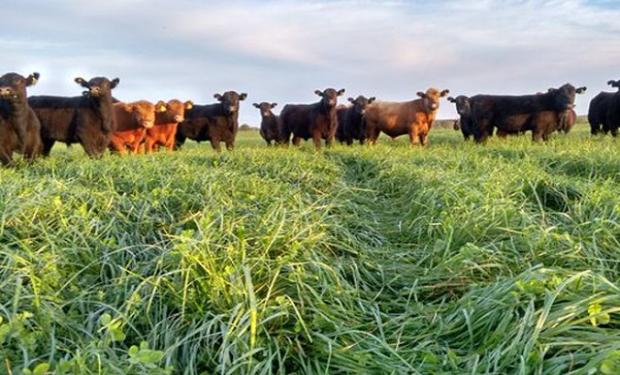Pastura tóxica: detectan festuca infectada con un hongo