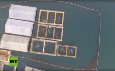 Rusia inicia nueva investigación contra los responsables de la ‘cárcel de ballenas’