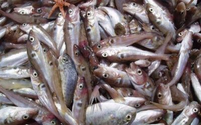 El Calentamiento Global reduce las capturas pesqueras