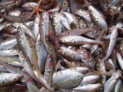 El Calentamiento Global reduce las capturas pesqueras