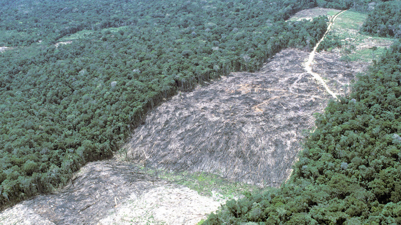 Un millón de especies está en riesgo de extinción debido a la actividad humana