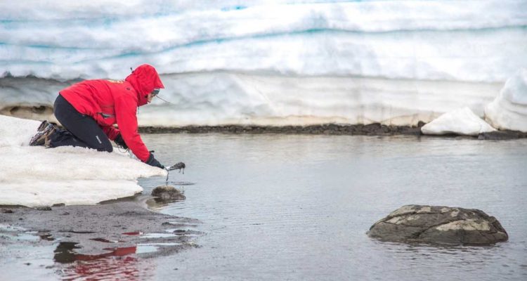Investigación busca determinar los niveles de mercurio en lagos y lagunas de la Antártica