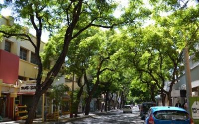 Manejo del arbolado público en San Juan