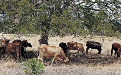 Científicos creen que El Niño durará todo el año