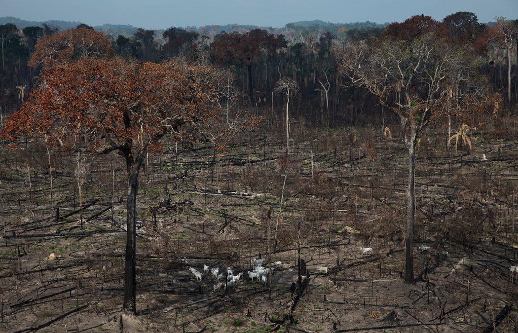 La civilización acelera la extinción de más de un millón de especies