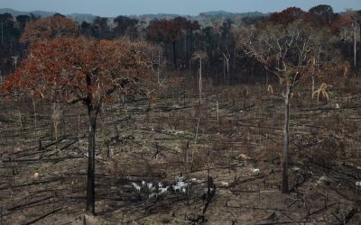La civilización acelera la extinción de más de un millón de especies