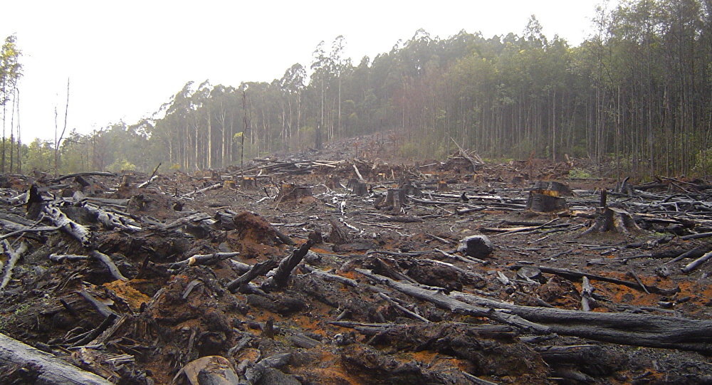 Aumenta la deforestación del Amazonas