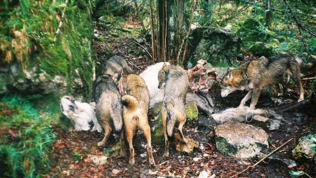 Lobos ayudan al control de las enfermedades del ganado en Europa