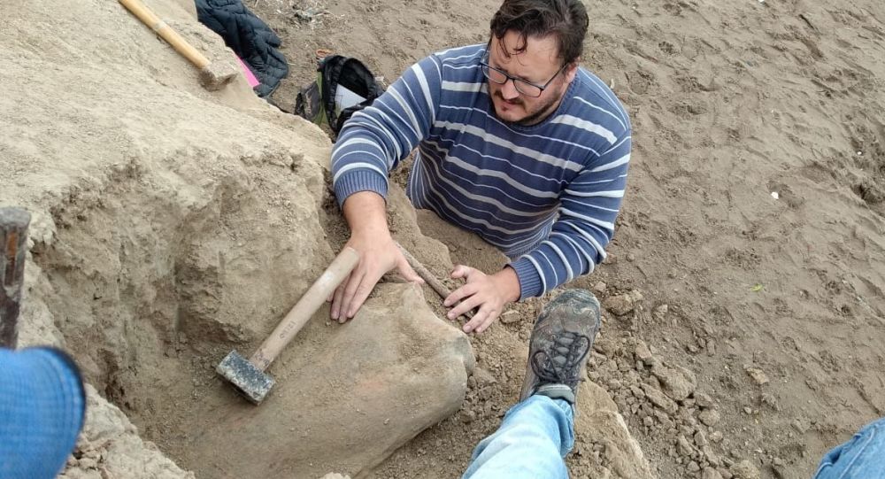 Escolares hallan fósil de mamífero prehistórico en Argentina