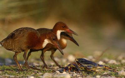 Una especie extinguida regresó a la vida miles de años después