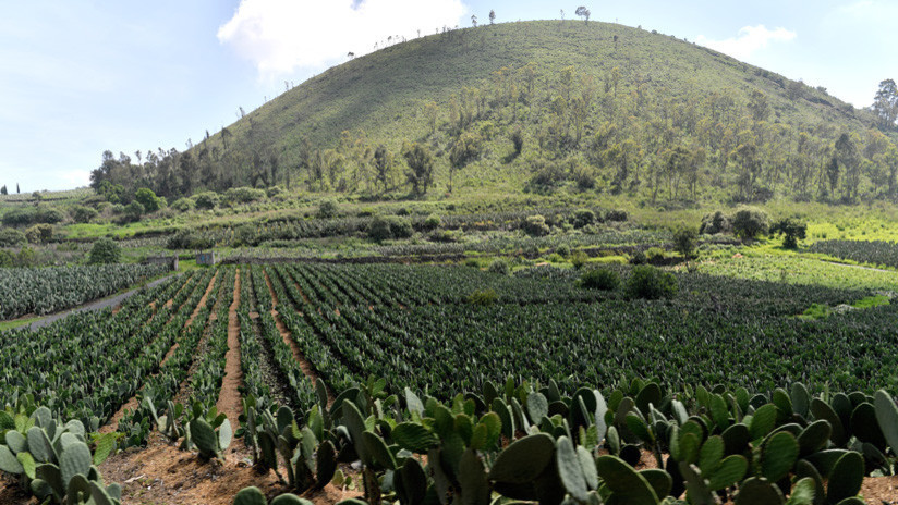 Nopal y amaranto podrían hacer frente a la crisis mundial de los alimentos