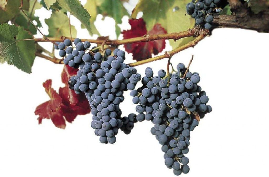 El cambio climático afecta la producción de vino riojano en España