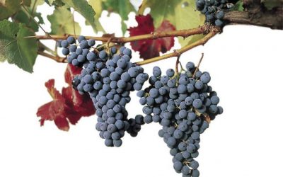 El cambio climático afecta la producción de vino riojano en España