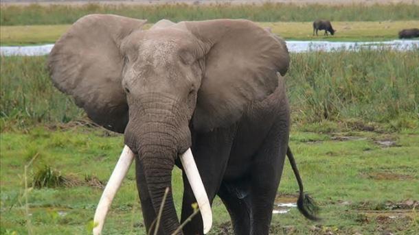 Botswana levanta la prohibición de la caza de elefantes