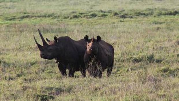 Los mamíferos reducirán su tamaño debido a la acción del ser humano