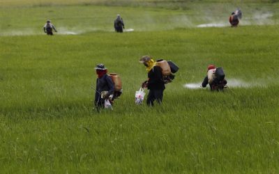Ecologistas en Acción denuncia a autoridades españolas por permitir pesticidas ilegales