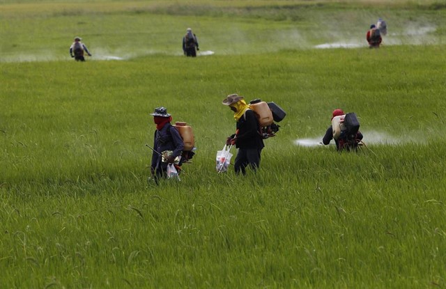 Ecologistas en Acción denuncia a autoridades españolas por permitir pesticidas ilegales