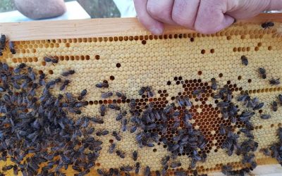 Iniciativa ciudadana pide medidas para proteger a las abejas