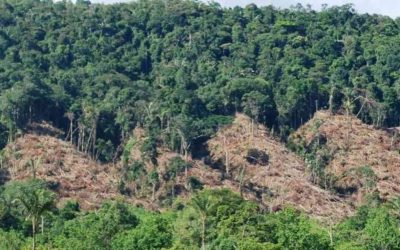 Urge frenar la deforestación para evitar colapso ecológico