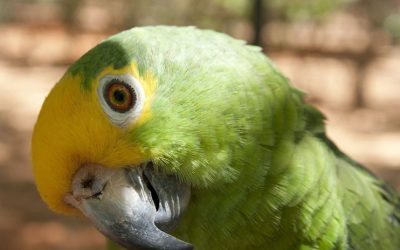 Un ecólogo venezolano gana el ‘Oscar verde’ por ayudar a conservar un loro en peligro de extinción