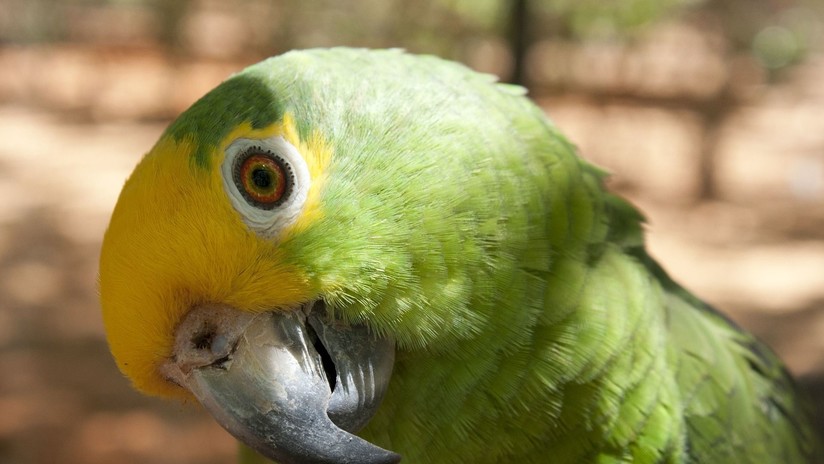 Un ecólogo venezolano gana el ‘Oscar verde’ por ayudar a conservar un loro en peligro de extinción