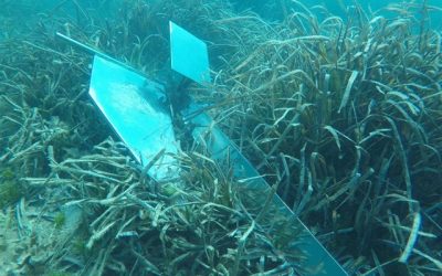 Organización pide no limpiar las plantas marinas muertas que se depositan en las playas