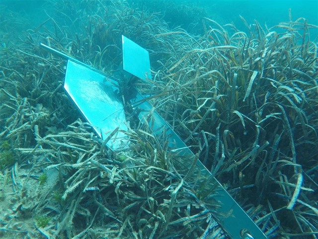 Organización pide no limpiar las plantas marinas muertas que se depositan en las playas