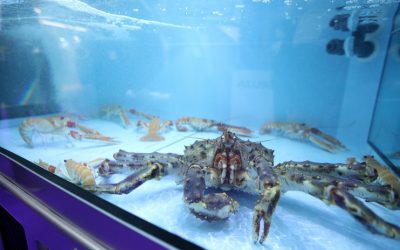 El cambio climático podría provocar ceguera a ciertos animales marinos