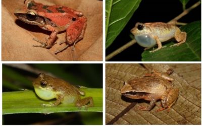 El hábitat es fundamental para evolución de anfibios