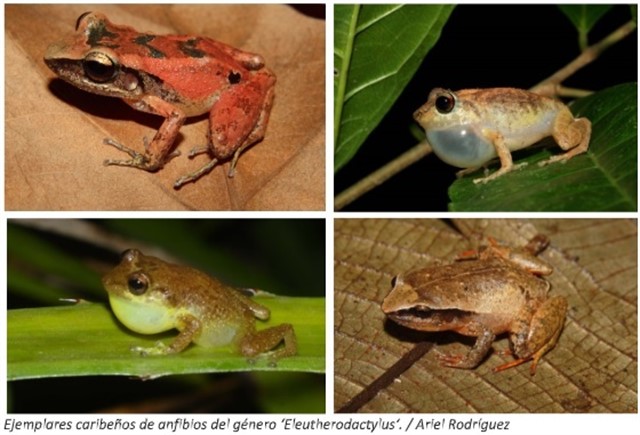 El hábitat es fundamental para evolución de anfibios
