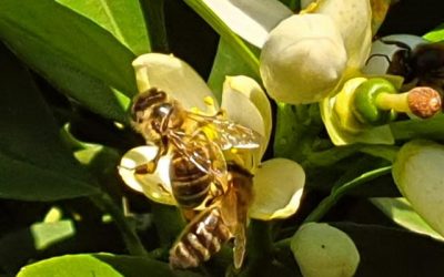 Ecologistas exige medidas urgentes para conservar a las abejas