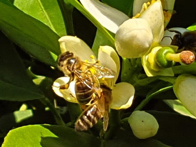 Ecologistas exige medidas urgentes para conservar a las abejas