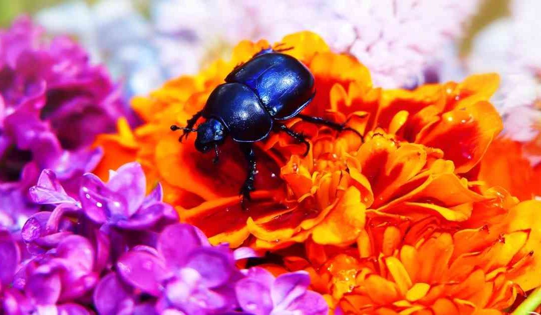 Política pública para proteger a los polinizadores en Colombia