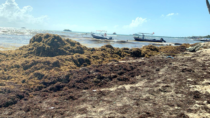 México diseña un plan urgente para detener al sargazo en su costa Caribe