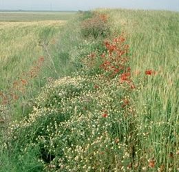 Las lindes entre cultivos mejoran la producción agrícola