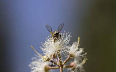 Reducción de las abejas amenaza la seguridad alimentaria mundial