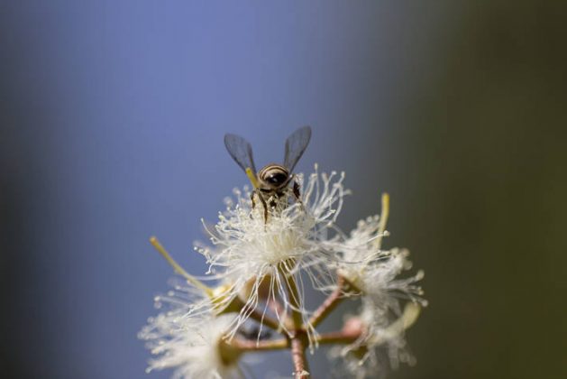 Reducción de las abejas amenaza la seguridad alimentaria mundial