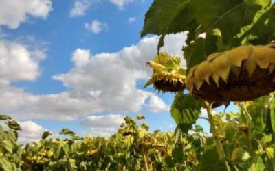 Lanzan híbrido de girasol con genes de resistencia a herbicidas