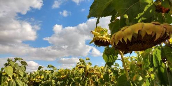 Lanzan híbrido de girasol con genes de resistencia a herbicidas