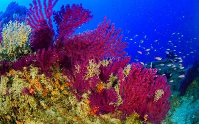 Oceana pide que protejan las islas Eólias