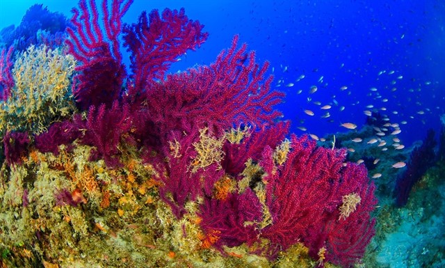 Oceana pide que protejan las islas Eólias
