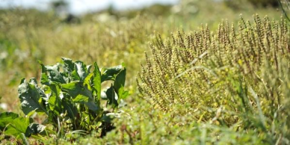 MOOC: un espacio de aprendizaje que se fortalece