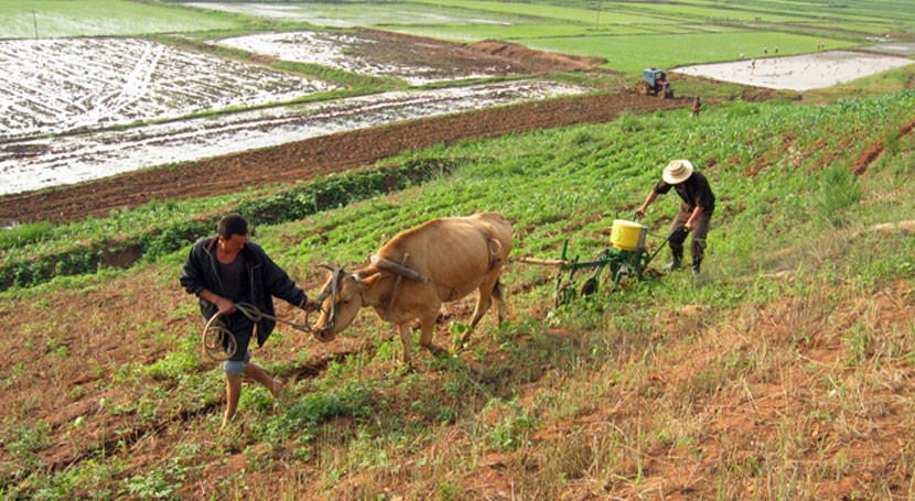 Corea del Norte: sequía y escasez de comida