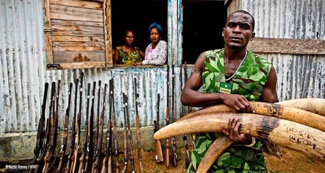 Frenar el tráfico de especies, una meta de la WWF