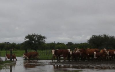 Recomendaciones para productores afectados por las inundaciones