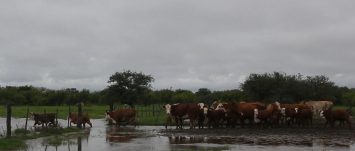 Recomendaciones para productores afectados por las inundaciones