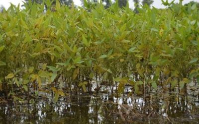 Cómo afectan las inundaciones a la soja y al algodón