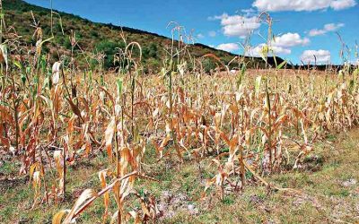Aumento de las plagas en Centroamérica