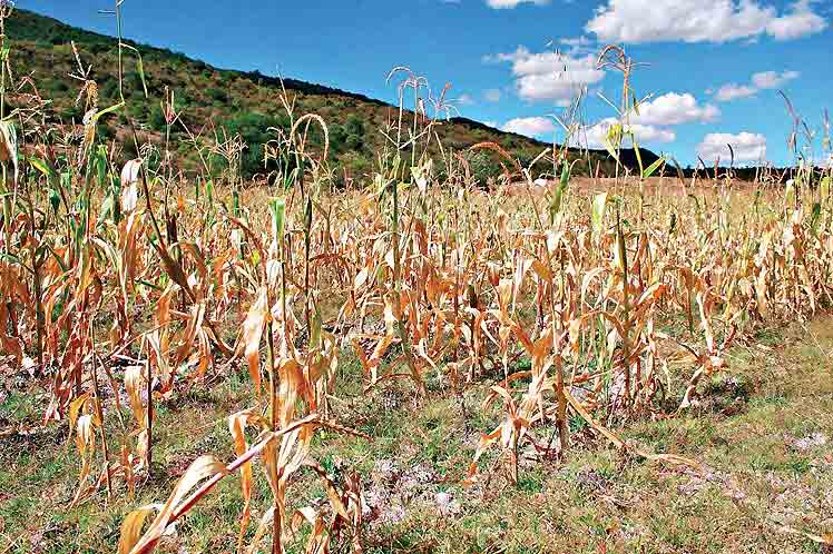 Aumento de las plagas en Centroamérica
